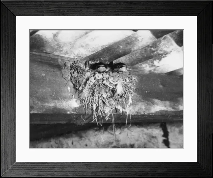 Framed Print : Nest of Swallows Framed Print : Nest of Swallows