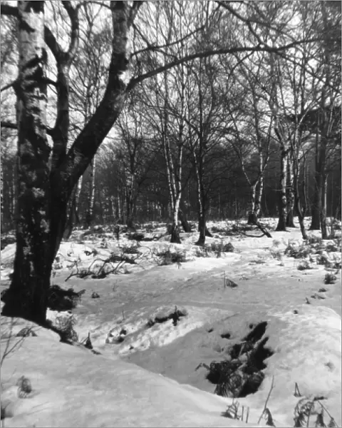 Birch Wood Snow Scene