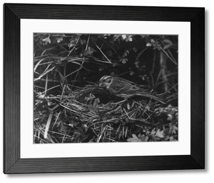 Framed Print : Birds / Yellow Hammer Framed Print : Birds / Yellow Hammer
