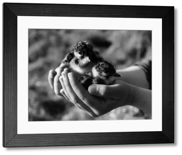 Framed Print : Birds / Lapwing Chicks Framed Print : Birds / Lapwing Chicks