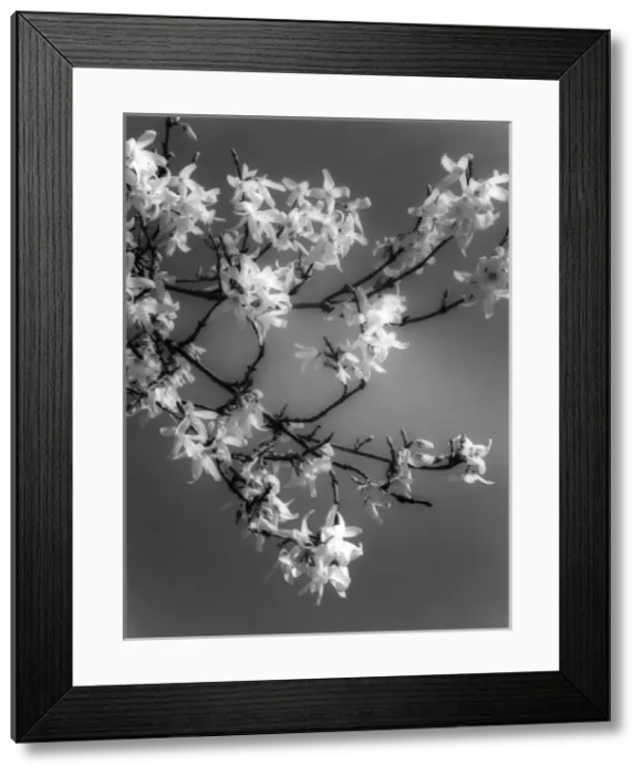 Framed Print : Plants / Forsythia Framed Print : Plants / Forsythia
