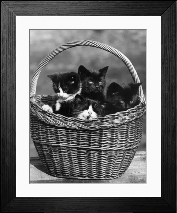 Framed Print : Kitten Basket Framed Print : Kitten Basket