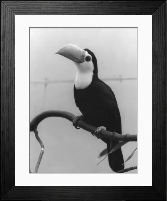 Framed Print : Toco Toucan Framed Print : Toco Toucan