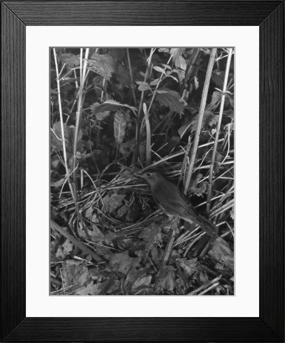 Framed Print : Birds / Nightingale Framed Print : Birds / Nightingale