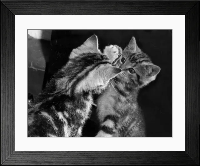 Framed Print : Kitten Reflections Framed Print : Kitten Reflections