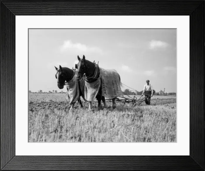 Framed Print : Horse Plough Framed Print : Horse Plough