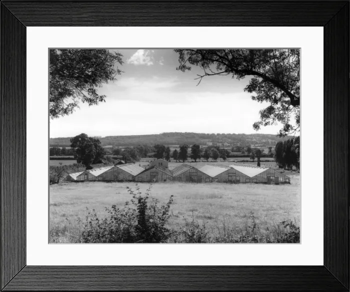 Framed Print : Nursery Greenhouses Framed Print : Nursery Greenhouses