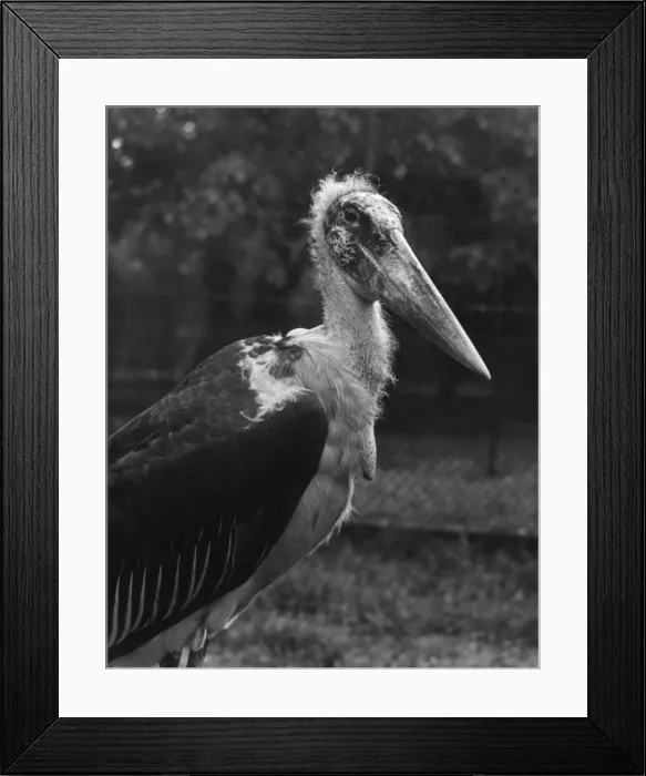Framed Print : Marabou Stork Framed Print : Marabou Stork