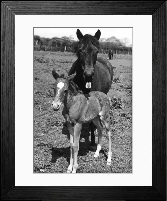 Framed Print : Mare & Foal Framed Print : Mare & Foal