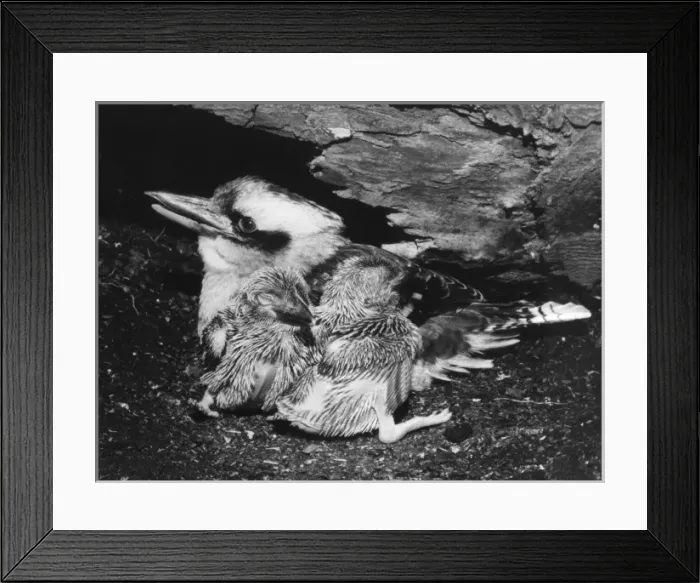 Framed Print : Birds / Kookaburra Framed Print : Birds / Kookaburra