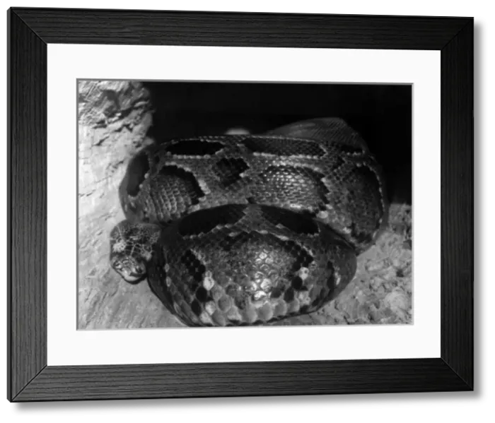 Framed Print : African Python Framed Print : African Python
