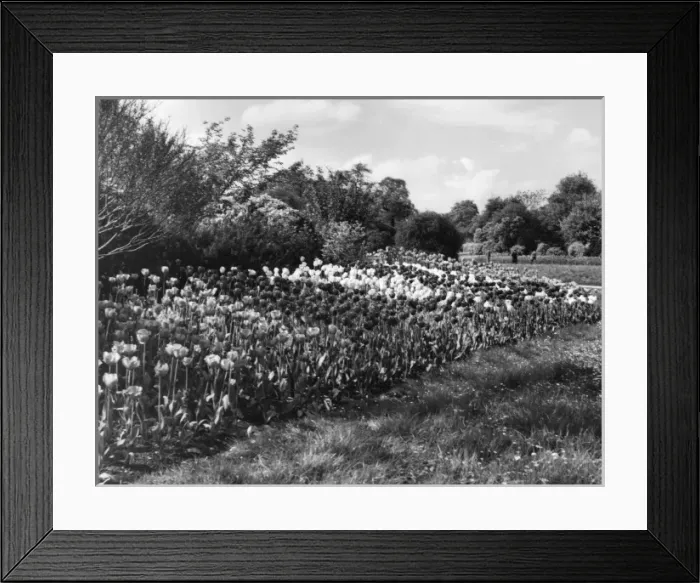 Framed Print : Regents Park Tulips Framed Print : Regents Park Tulips