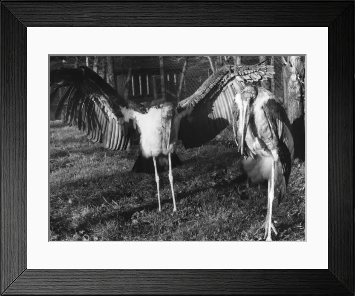 Framed Print : Marabon Storks Framed Print : Marabon Storks
