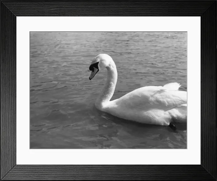 Framed Print : Swimming Swan Framed Print : Swimming Swan