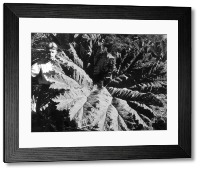 Framed Print : Jungle Rhubarb Framed Print : Jungle Rhubarb
