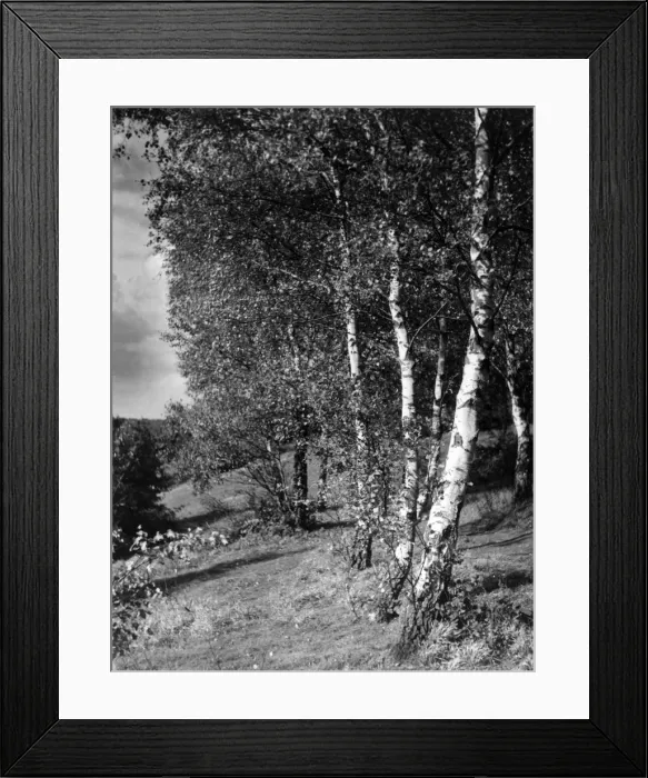Framed Print : Silver Birch Trees Framed Print : Silver Birch Trees