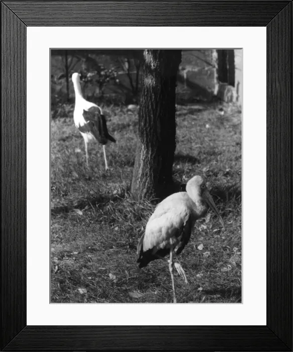 Framed Print : Painted & White Storks Framed Print : Painted & White Storks