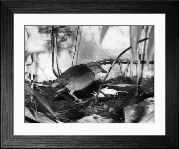 Framed Print : Giant Blue Pitta Framed Print : Giant Blue Pitta
