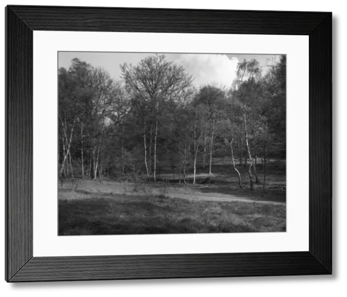Framed Print : Silver Birch Trees Framed Print : Silver Birch Trees