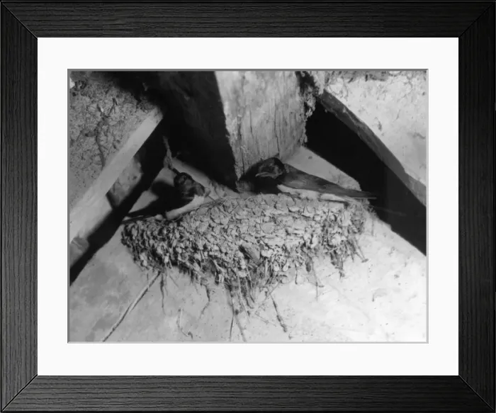 Framed Print : Swallows Nest Framed Print : Swallows Nest
