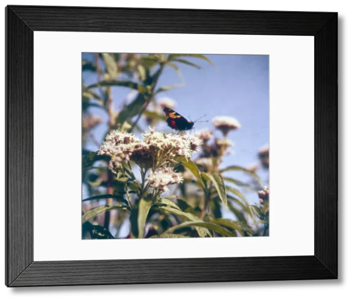 Framed Print : Tortoiseshell Butterfly Framed Print : Tortoiseshell Butterfly