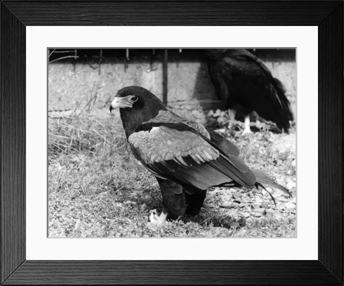 Framed Print : Batelur Eagle Framed Print : Batelur Eagle