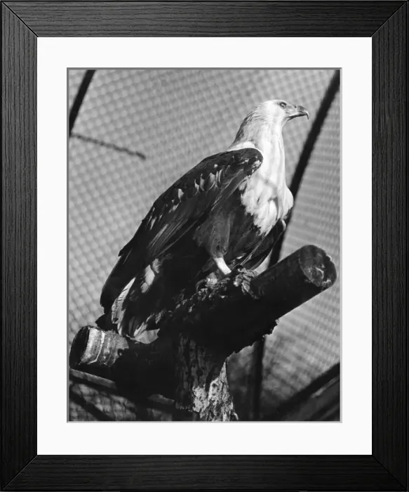 Framed Print : FISH EAGLE Framed Print : FISH EAGLE