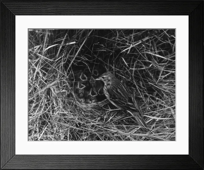 Framed Print : Birds / Tree Pipit Framed Print : Birds / Tree Pipit