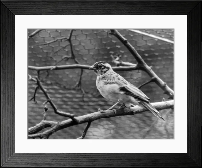 Framed Print : Paradise Whydah Framed Print : Paradise Whydah