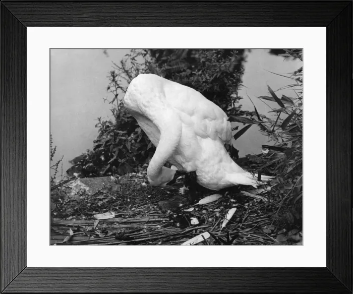 Framed Print : Preening Swan Framed Print : Preening Swan