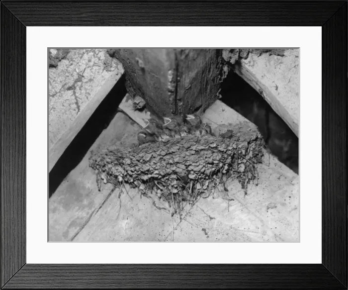Framed Print : Nest of Swallows