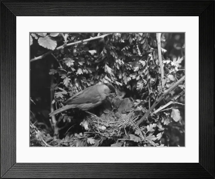 Framed Print : Birds / Blackcap Warbler Framed Print : Birds / Blackcap Warbler