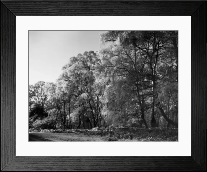 Framed Print : Silver Birches Framed Print : Silver Birches
