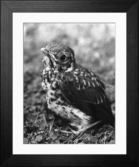 Framed Print : Fledgling Song Thrush Framed Print : Fledgling Song Thrush