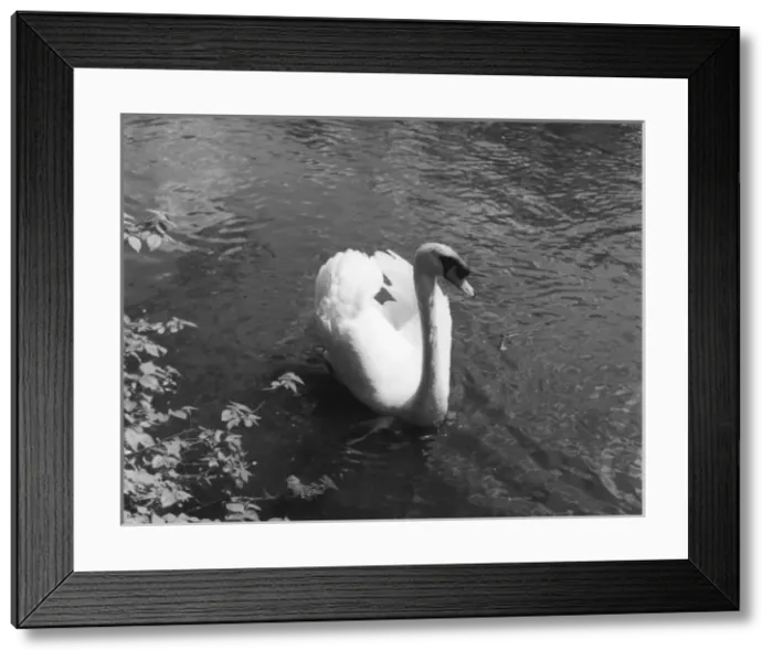 Framed Print : MUTE SWAN. Study of a swan. Date: 1960s Framed Print : MUTE SWAN. Study of a swan. Date: 1960s