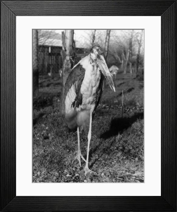 Framed Print : Marabou Stork Framed Print : Marabou Stork