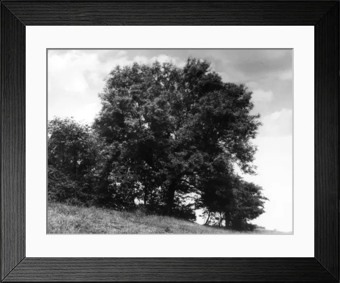 Framed Print : ASH TREE. A fine Ash tree, in summer foliage. Date: 1950s Framed Print : ASH TREE. A fine Ash tree, in summer foliage. Date: 1950s