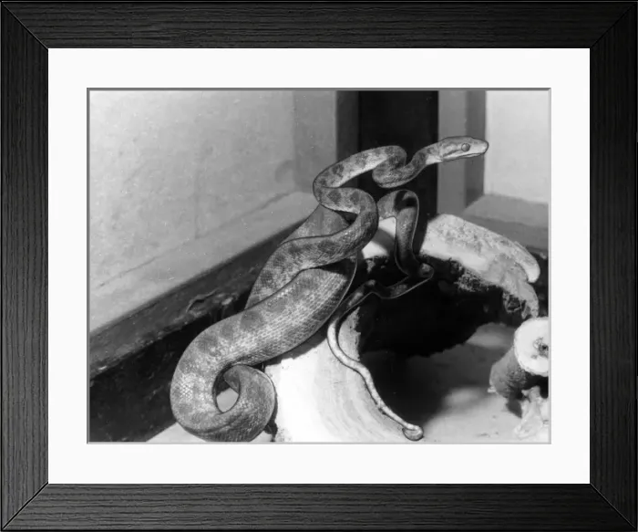 Framed Print : Garden Tree Boa Framed Print : Garden Tree Boa