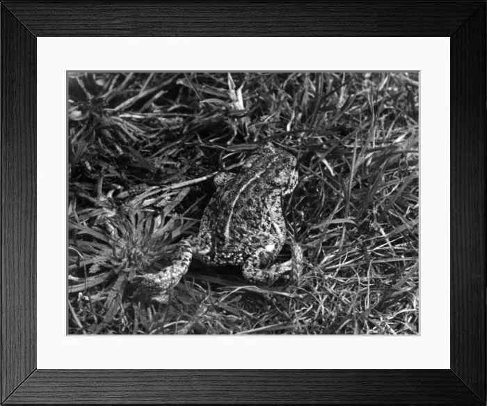 Framed Print : Natterjack Toad Framed Print : Natterjack Toad