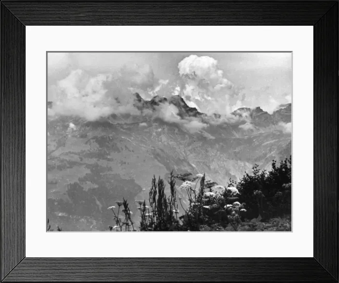 Framed Print : Wild Mountain Flowers Framed Print : Wild Mountain Flowers