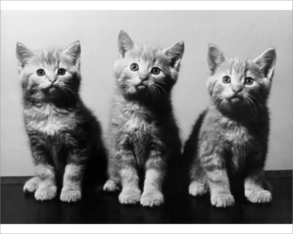 Trio of Kittens