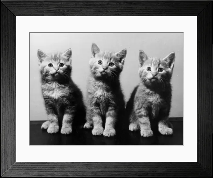 Framed Print : Trio of Kittens Framed Print : Trio of Kittens