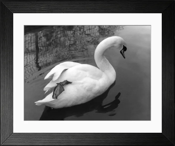 Framed Print : Mute Swan Study Framed Print : Mute Swan Study