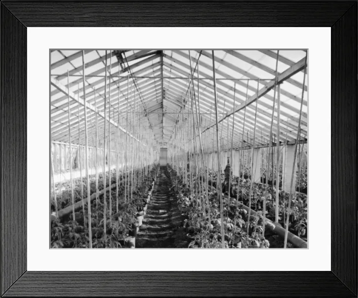 Framed Print : Tomato Hothouse Framed Print : Tomato Hothouse