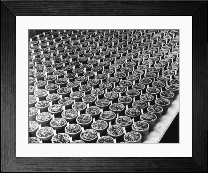 Framed Print : Potted Plants Framed Print : Potted Plants