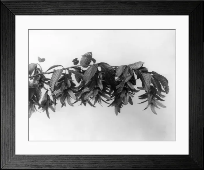 Framed Print : Hornbeam Fruit Framed Print : Hornbeam Fruit