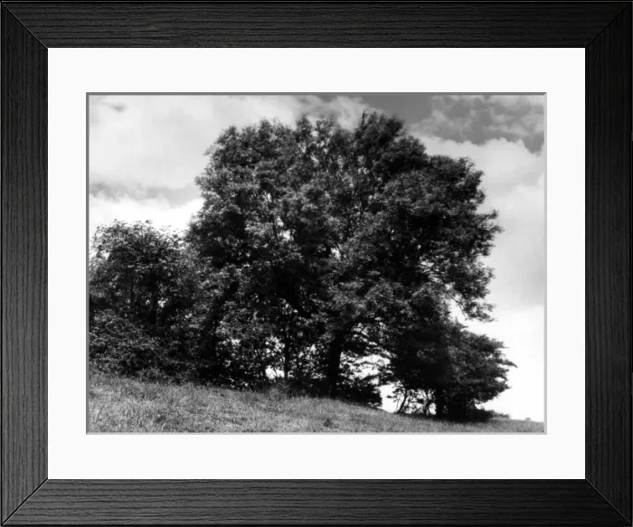 Framed Print : Ash Tree in Summer Framed Print : Ash Tree in Summer