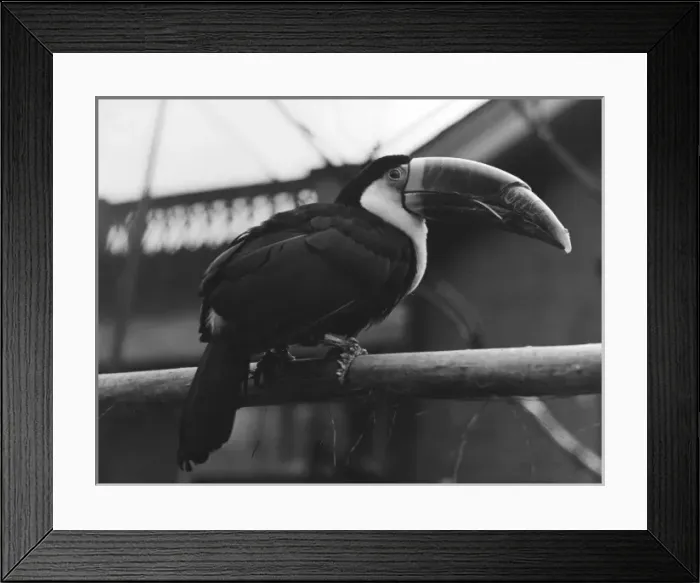 Framed Print : Red-Billed Toucan Framed Print : Red-Billed Toucan