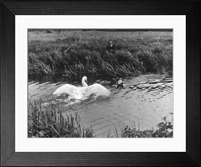 Framed Print : Angry Swan & Hound Framed Print : Angry Swan & Hound