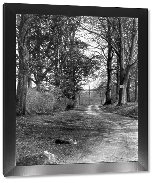 Sarsgrove Wood Trackway